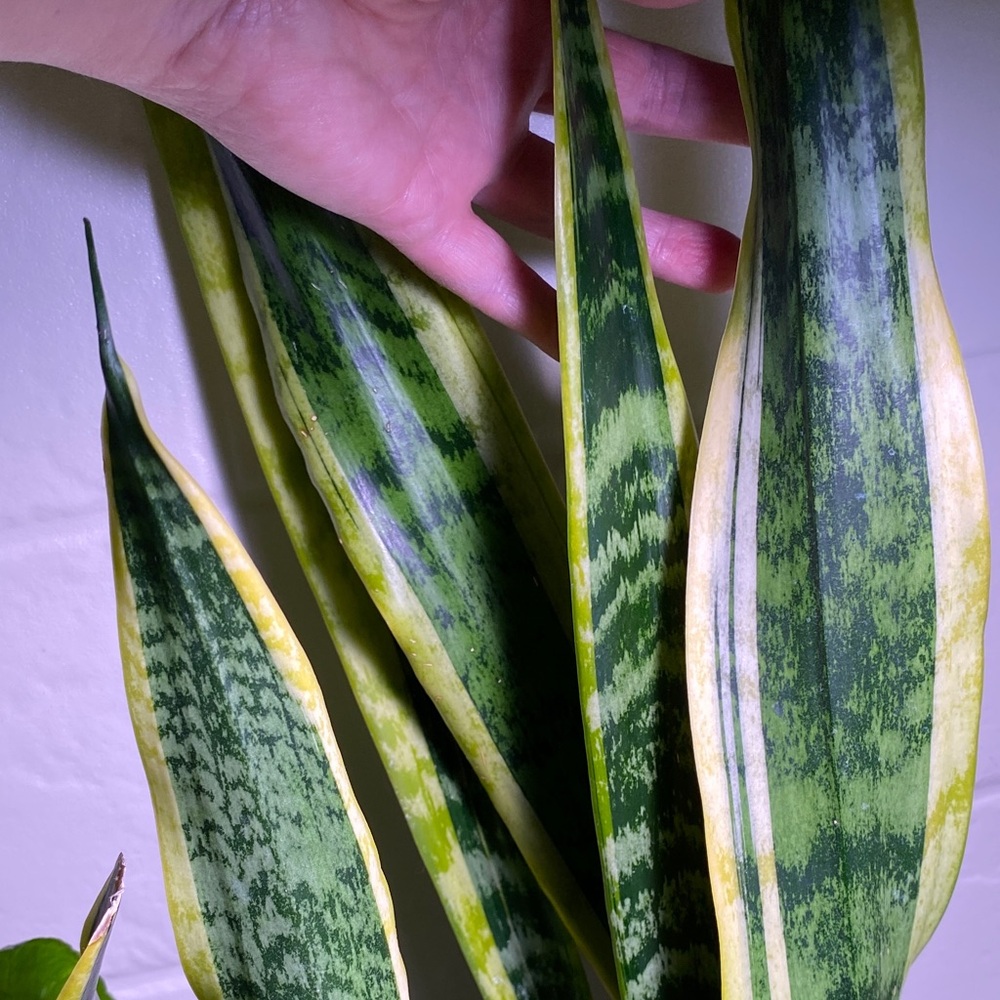 Starter Snake Plant Cutting(s): Variegated/Striped w/Yellow Trim